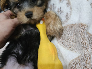 Urgent! Vând Cățea Yorkshire Terrier foto 4