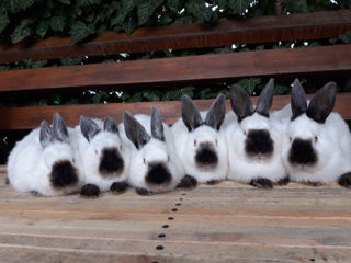 Iepuri Californieni foto 4