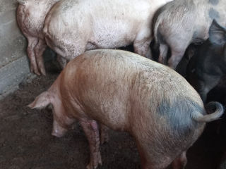 Vind porci de casa... foto 2