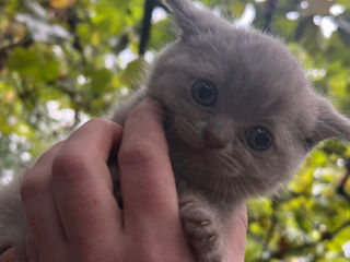 scottish fold