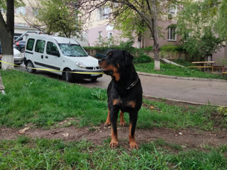 Молодой здоровый кобель Ротвейлер для вязки. Rottweiler. foto 3