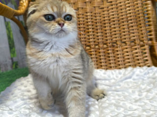 Scottish fold golden foto 2