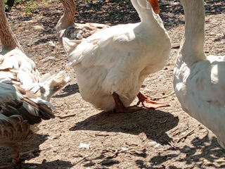 Gîscă Holmogor, familie de giște Mamut. foto 2