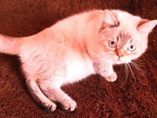 Motan Golden Chinchilla Point (Blue eyes) pt împerechere фото 5
