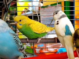 Доставка. Птенцы волнистых попугаев - pui de papagali perusi foto 1