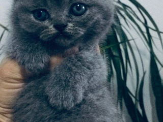 cumpar fetita scottish fold,