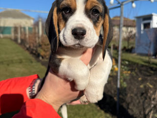 Vindem cainisori de rasa beagle foto 3