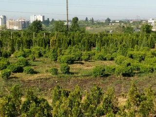 pepiniera. Plante decorative vesnic verzi si frunza cazatoare in com. Tohatin, mun. Chisinau. foto 9