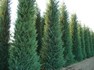 Лейландия купрессоципарис лейланда кипарисовик cupressocyparis leylandii leilandii pon pon thuja foto 2