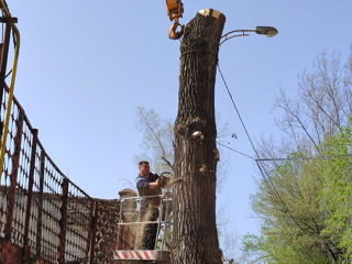 Doborîm arbori foarte mari și greu accesibili , lucrăm cu macaraua și autoturnul. foto 10