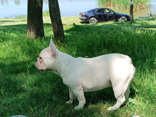 Franțuz bulldog rasa curata alb caută fetițe foto 3