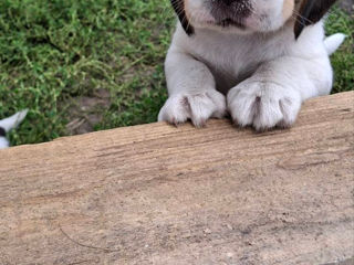 Vând cățeluși beagle foto 6