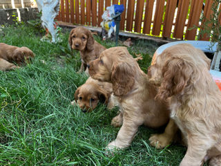 Vând cocker spaniel englez foto 5