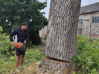 Спил деревьев,Удаление кроны,Уборка территорий foto 8