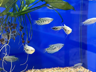 Рыбки аквариумные foto 7