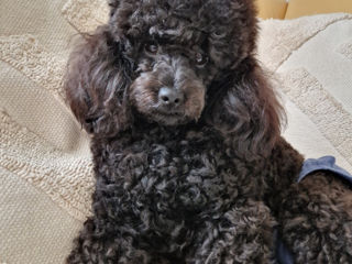 Toy Poodle .Caut mire