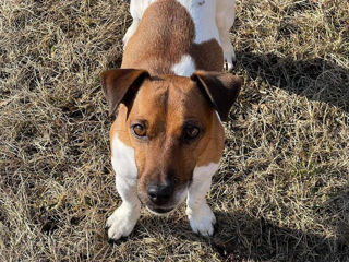 Jack Russel foto 7