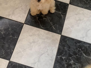 Maltipoo F1,  20 cm, foarte micuta, cu blna deasă foto 4