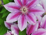 clematis,liane căţărătoare foto 4