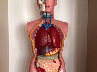 Manechin medical anatomic foto 0