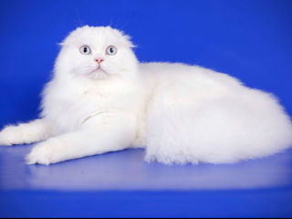 Împerechere cu renumitul motan Macho scottish fold alb, cu ochi albaștri. Deținător de Pedigree! foto 8