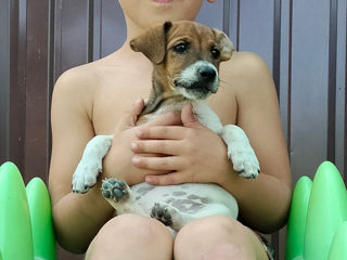 Jack Russell terrier ( fetita)