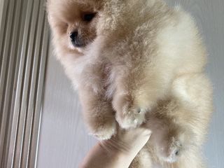 Mini spitz pomeranian