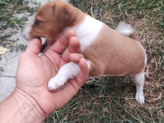 Jack Russel Terrier (urgent) foto 2