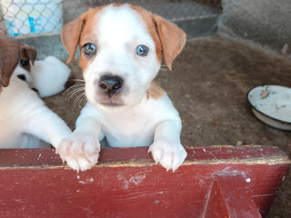 Jack Russell terrier