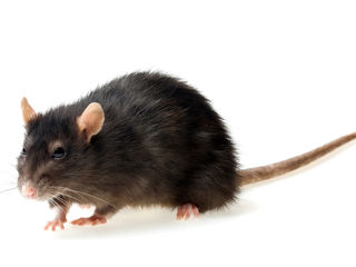 Șoareci, șobolani și guzgani – distrugerea și eliminarea, deratizare foto 1