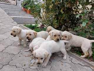 Cățeluși Labrador foto 4