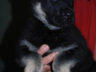 продаётся щенок породы Восточно Европейская Овчарка из питомника foto 2