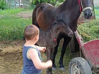 Vind iapa cu tot cu minz foto 2