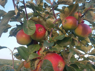 Vând măr proaspăt de vară! foto 3