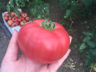 Semințe de tomate roz Sakata foto 8