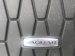 Jaguar foto 2