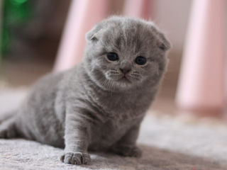 Scottish fold foto 2