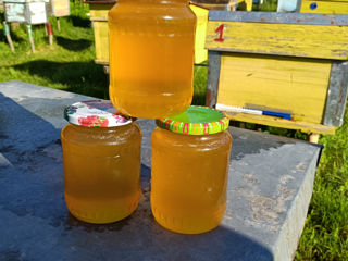Vindem 25 stupuri mari de familii de albine și miere de salcâm!!! foto 2