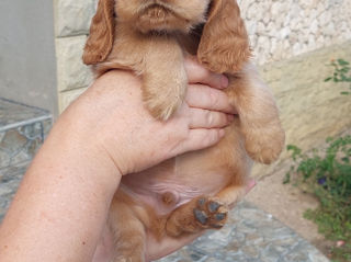 Cocker spaniel foto 3