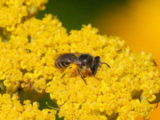 Sigma 150mm f/2.8 EX DG APO HSM Macro (Canon) фото 6