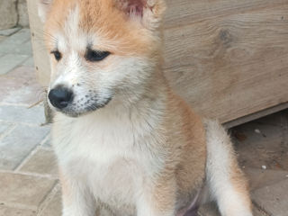 Akita inu foto 7