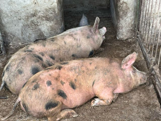 Продам свиней на мясо порода дюрок и петрень