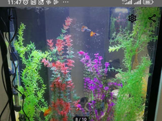 аквариуме рыбки и ростения foto 5