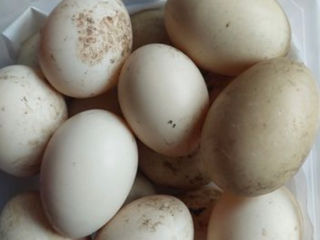 Vând ouă de rață mută