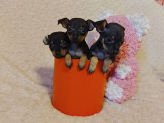 Toy terrier rusesc