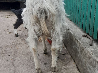 Căpriță tânără prima fătare, dă un litru și ceva pe zi, laptele fără miros.