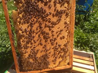 Плодные пчеломатки бакфаст F1   2024
