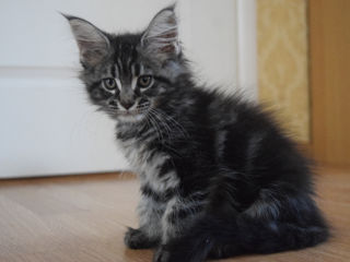 Main Coon fete si băieți foto 8