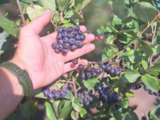 Aronia foto 7