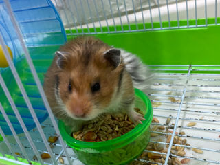 Vând hamsteri foto 1